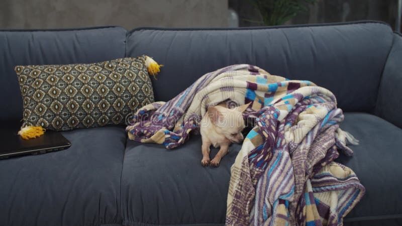 Lazy happy cute chihuahua dog resting on couch