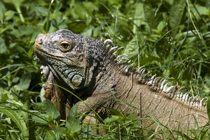 Lazy Iguana stock image. Image of travel, outdoors, funny - 12077135