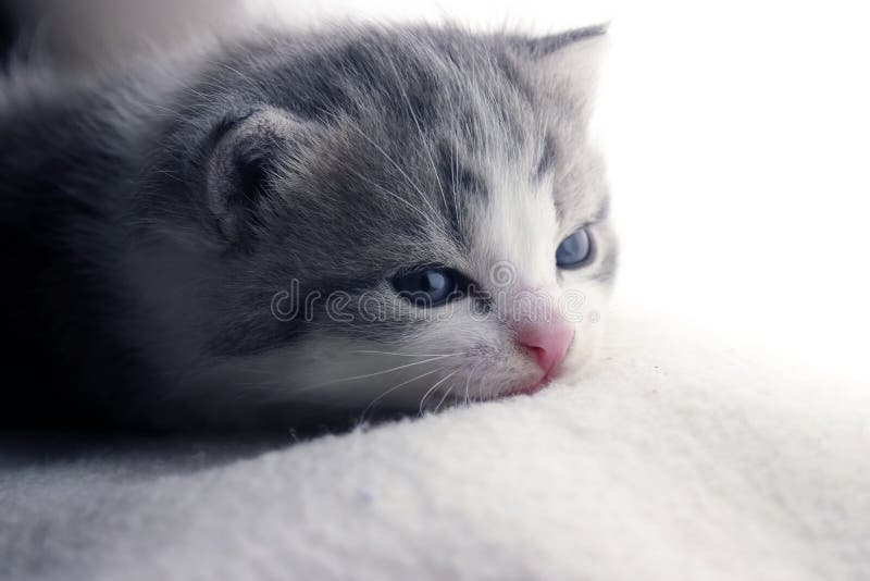 Lazy Kitten stock photo. Image of animal, sleeping, resting 794398