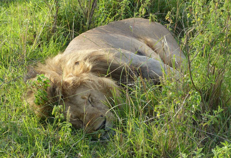 Lazy lion stock photo. Image of male, mara, cute, tired - 62528690