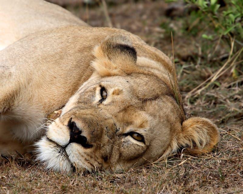 Lazy lioness stock photo. Image of lion, sleep, resting - 189262