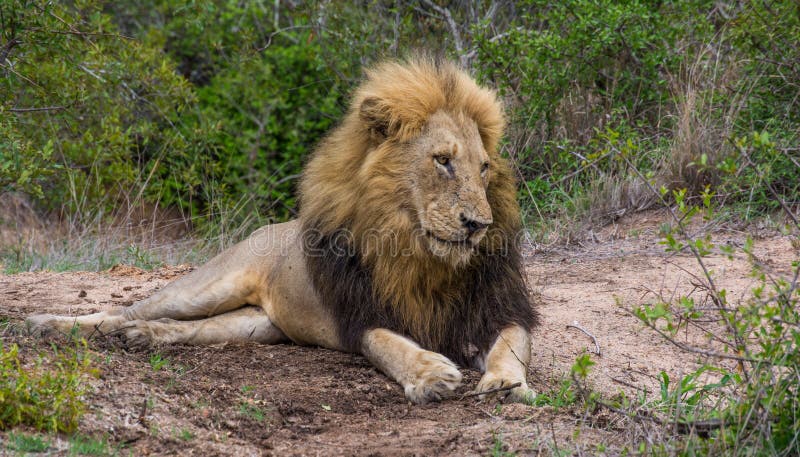 Lazy male lion stock photo. Image of national, watching - 77911820