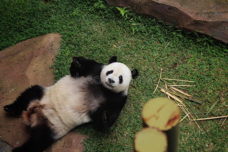 Lazy Panda Chengdu China, Rest on Back in Tree Stock Image Image of
