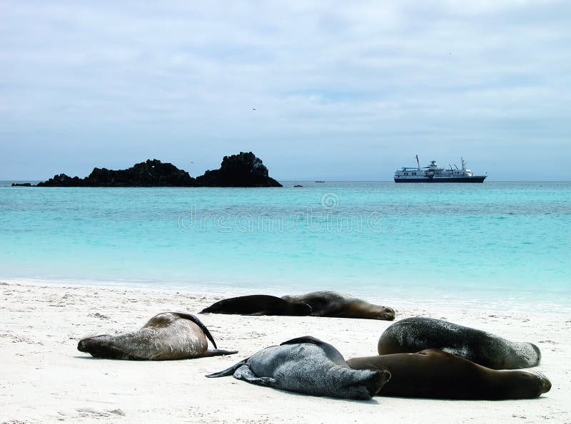 Lazy sunbathers