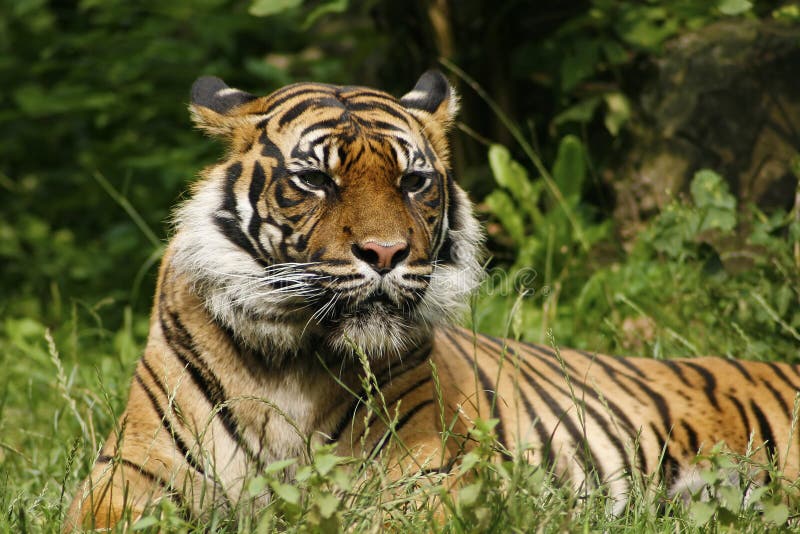 Tiger on the rock stock photo. Image of orange, nose - 13197672