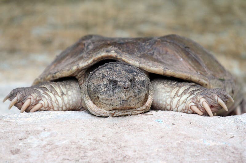 Lazy Turtle