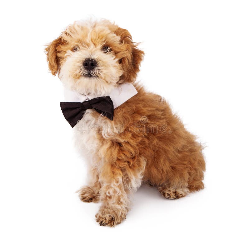 Laço vestindo do cachorrinho de Havanese fotografia de stock Laço vestindo do cachorrinho de Havanese fotografia de stock
