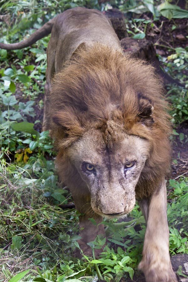 Leao Indiano Imagem De Stock Imagem De Indiano Leao 22096749