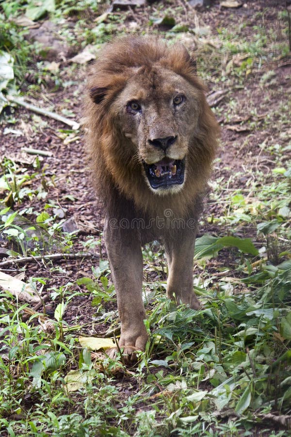 162 Leao Indiano Fotos Fotos De Stock Gratuitas E Fotos Royalty Free Dreamstime