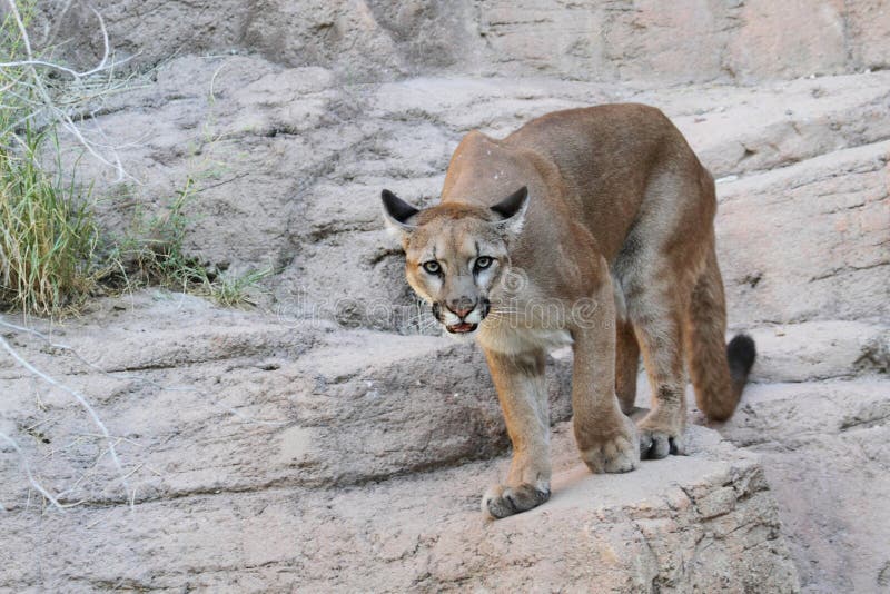 León De Montaña (concolor Del Puma) Foto de archivo - Imagen de despredador, 50872144