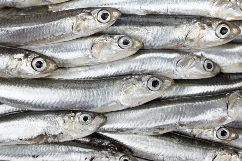 Le acciughe fresche hanno preparato la struttura del fondo dei frutti di mare Alimento grezzo fotografia stock libera da diritti Le acciughe fresche hanno preparato la struttura del fondo dei frutti di mare Alimento grezzo fotografia stock libera da diritti