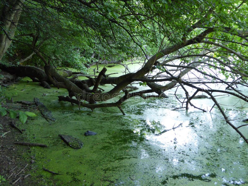 Le alghe verdi pesanti fioriscono sulla superficie d'acqua di uno stagno in un parco.