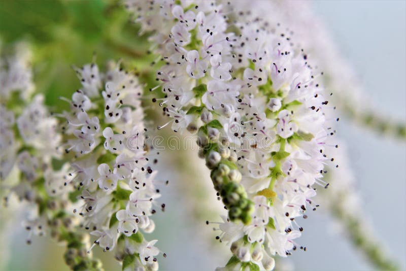 Le antere del fiore bianco di commiphora myrrha immagini stock