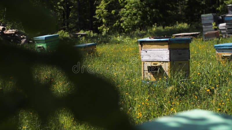 Le api volano attorno a alveari colorati di legno a apiario sul prato video d archivio