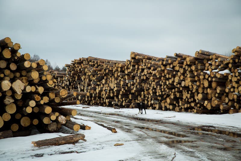 Le azione di collegano il disboscamento industriale della foresta dell'inverno fotografia stock libera da diritti Le azione di collegano il disboscamento industriale della foresta dell'inverno fotografia stock libera da diritti
