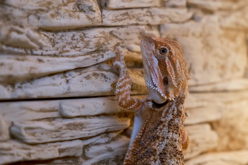 943 Dragon Barbu Mignon Photos Libres De Droits Et Gratuites De Dreamstime 943 Dragon Barbu Mignon Photos Libres De Droits Et Gratuites De Dreamstime
