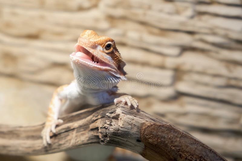 943 Dragon Barbu Mignon Photos Libres De Droits Et Gratuites De Dreamstime 943 Dragon Barbu Mignon Photos Libres De Droits Et Gratuites De Dreamstime