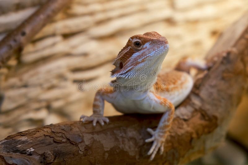 943 Dragon Barbu Mignon Photos Libres De Droits Et Gratuites De Dreamstime 943 Dragon Barbu Mignon Photos Libres De Droits Et Gratuites De Dreamstime