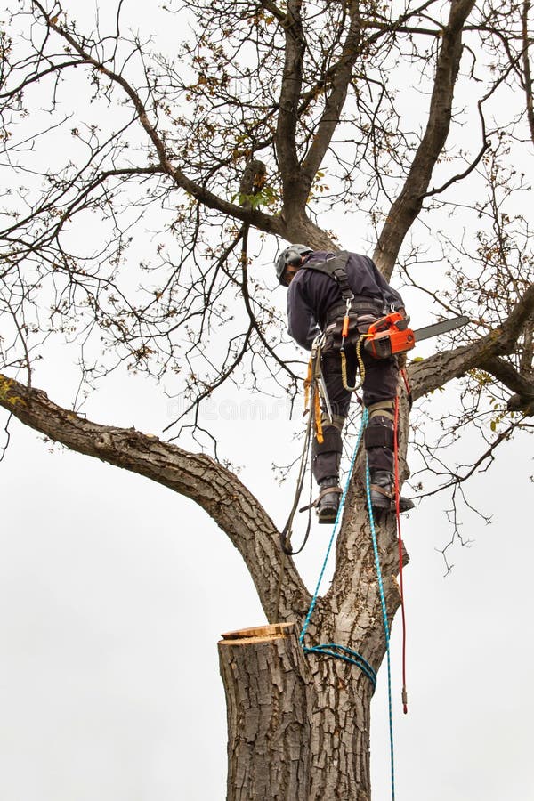 Arboriste À L'aide D'une Tronçonneuse Pour Couper Un Noyer. Bûcheron Avec  Scie Et Harnais Élagage D'un Arbre Banque D'Images et Photos Libres De  Droits. Image 78605362