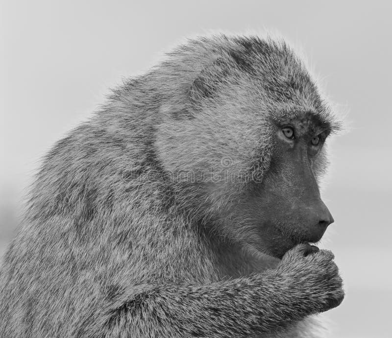 Le babouin drôle essaye de décider images libres de droits Le babouin drôle essaye de décider images libres de droits