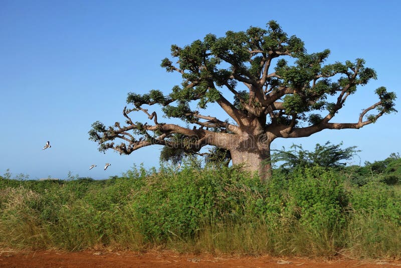 Le baobab images stock Le baobab images stock