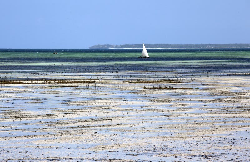 Le bateau à voile a amarré en eau peu profonde, Uroa, Zanzibar, Tanzanie photos stock Le bateau à voile a amarré en eau peu profonde, Uroa, Zanzibar, Tanzanie photos stock
