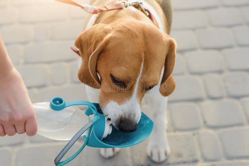 Le beagle de chien de compagnie populaire boit de l'eau