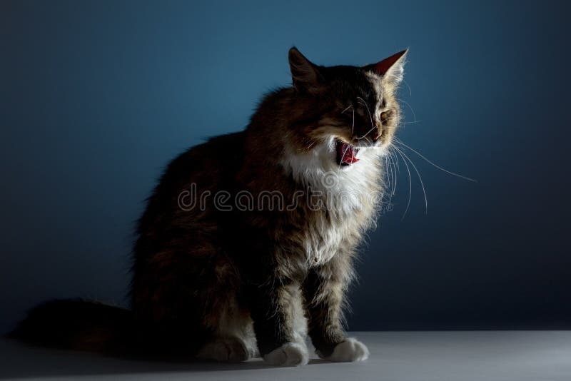 Le beau chat pelucheux baîlle sur un fond de studio en revanche s'allumant, animaux familiers de concept, animaux, chat de pure r photos stock Le beau chat pelucheux baîlle sur un fond de studio en revanche s'allumant, animaux familiers de concept, animaux, chat de pure r photos stock