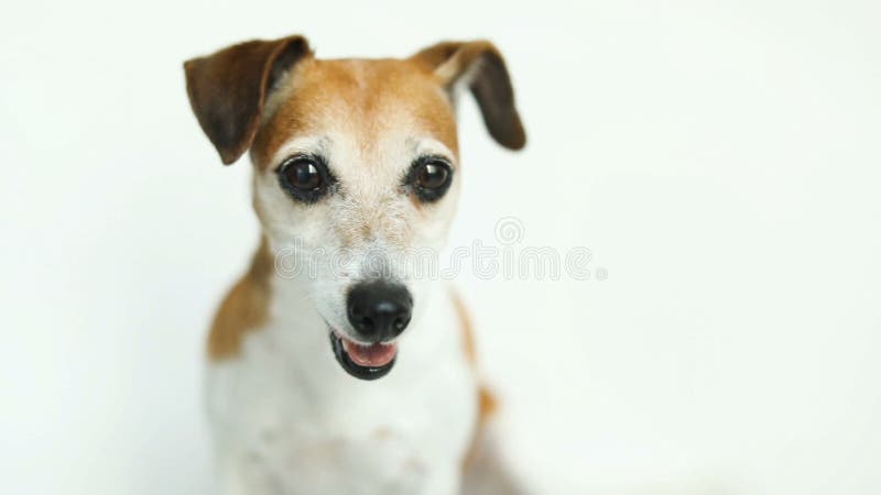 Le beau chien de terrier de JAck Russell écoute attentivement, tourne curieusement sa tête Fond blanc Enregistrement vidéo banque de vidéos