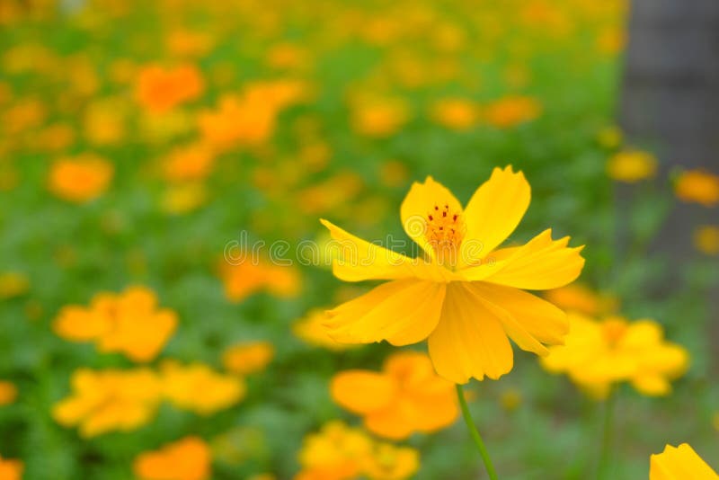 Le beau du cosmos ou de la feuille de cosmos et verte jaune i de soufre photographie stock libre de droits Le beau du cosmos ou de la feuille de cosmos et verte jaune i de soufre photographie stock libre de droits