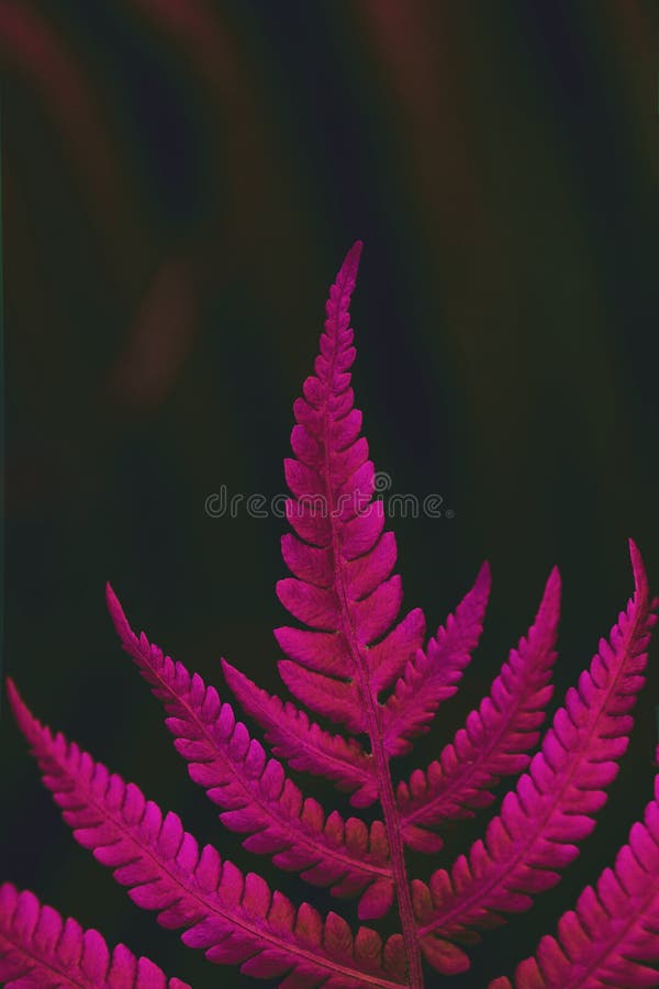 Le beau fond floral dans la couleur rouge part du fond floral naturel de la fougère photographie stock libre de droits Le beau fond floral dans la couleur rouge part du fond floral naturel de la fougère photographie stock libre de droits