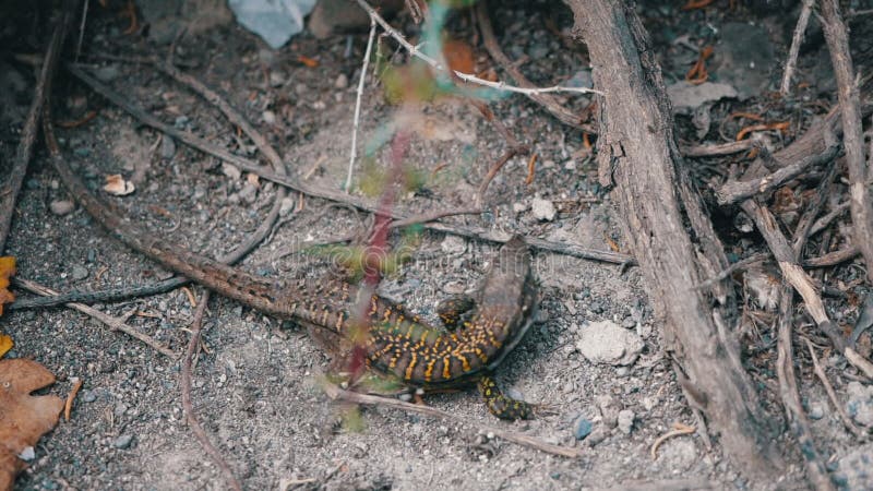 Le beau galloti de galottia de lézard a peint noir avec les titulaires jaunes de rayures sur le terrain à proximité des branches d