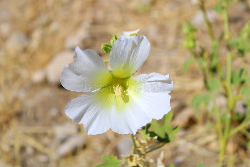 Le beau grand bacground est la fleur blanche d'été de tache floue photos libres de droits Le beau grand bacground est la fleur blanche d'été de tache floue photos libres de droits