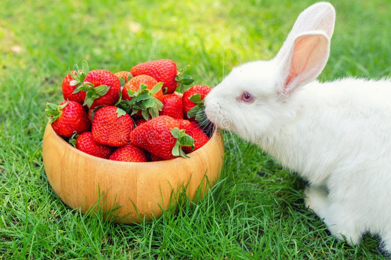 Joli adorable lapin doux blanc assis sur une pelouse d'herbe verte