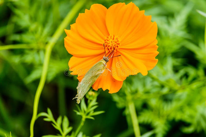 Le beau papillon de fritillaire de Golfe a posé sur des honoraires jaunes de fleur photo libre de droits Le beau papillon de fritillaire de Golfe a posé sur des honoraires jaunes de fleur photo libre de droits