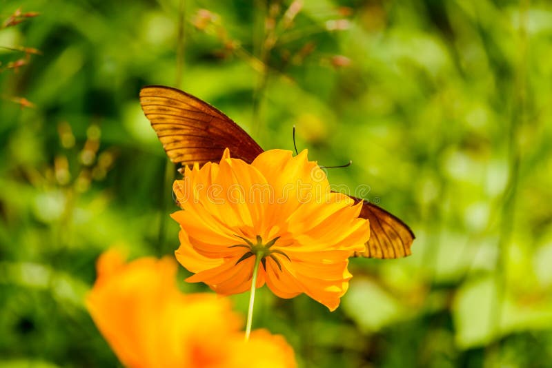 Le beau papillon de fritillaire de Golfe a posé sur des honoraires jaunes de fleur photo stock Le beau papillon de fritillaire de Golfe a posé sur des honoraires jaunes de fleur photo stock