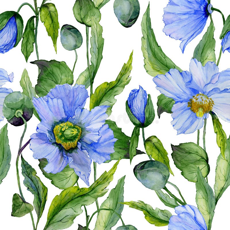Le beau pavot bleu fleurit avec les feuilles vertes sur le fond blanc Configuration florale sans joint Peinture d'aquarelle illustration stock Le beau pavot bleu fleurit avec les feuilles vertes sur le fond blanc Configuration florale sans joint Peinture d'aquarelle illustration stock