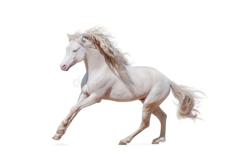 Beautiful welsh pony isolated galloping over a white. Beautiful welsh pony isolated galloping over a white