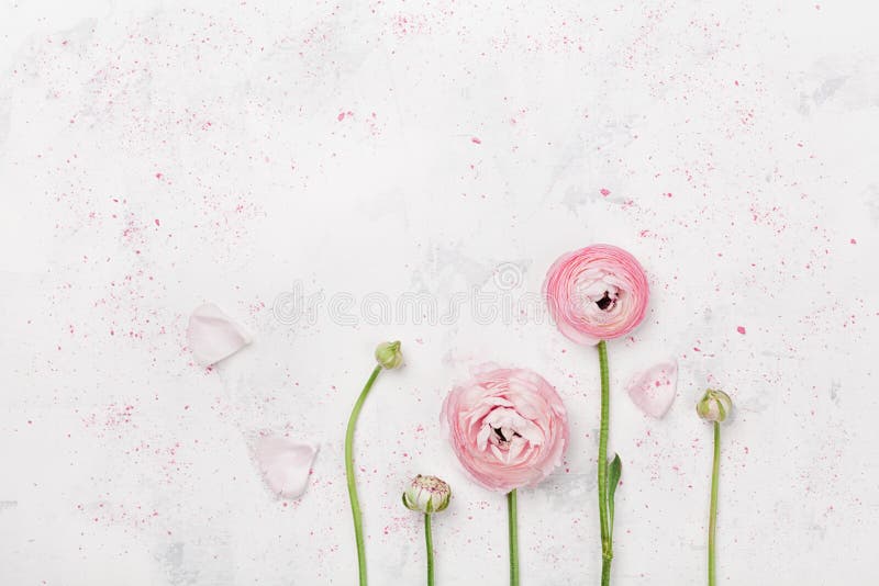 Le beau ranunculus rose fleurit sur la vue supérieure blanche de table Frontière florale dans la couleur en pastel Maquette de ma photos libres de droits