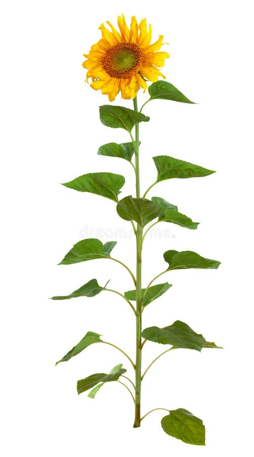 Le beau tournesol photos stock
