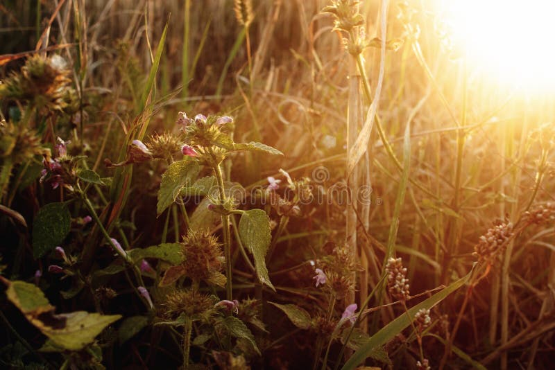 Le beaux blé et herbes en été mettent en place au coucher du soleil, peacef chaud photos libres de droits Le beaux blé et herbes en été mettent en place au coucher du soleil, peacef chaud photos libres de droits