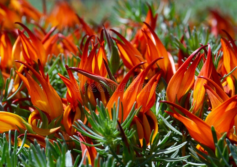 Le Bec Du Perroquet De Berthelotii De Lotus, Bec De Pélican, Gemme De  Corail, Fleur De Vigne De Lotus Est Une Plante Vivace Endém Image stock -  Image du floraison, beau: 143528999