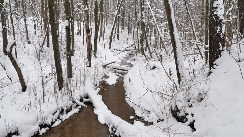 Le bel horizontal de l'hiver avec la neige a couvert des arbres banque de vidéos