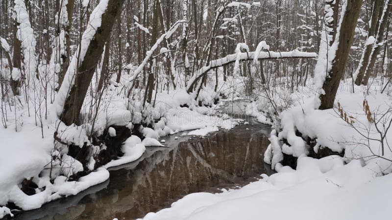 Le bel horizontal de l'hiver avec la neige a couvert des arbres banque de vidéos