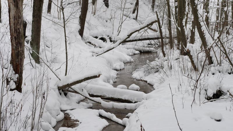 Le bel horizontal de l'hiver avec la neige a couvert des arbres banque de vidéos