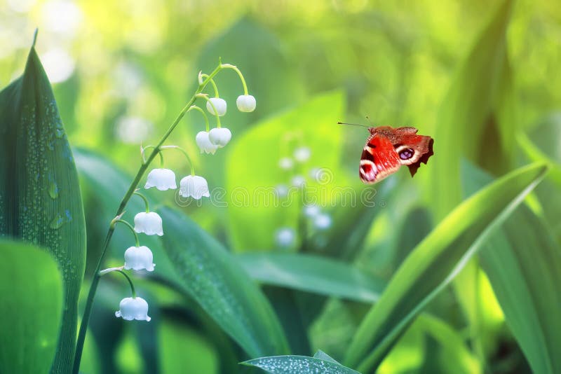 Le bel oeil de paon de papillon vole au-dessus du lis sensible blanc image libre de droits Le bel oeil de paon de papillon vole au-dessus du lis sensible blanc image libre de droits