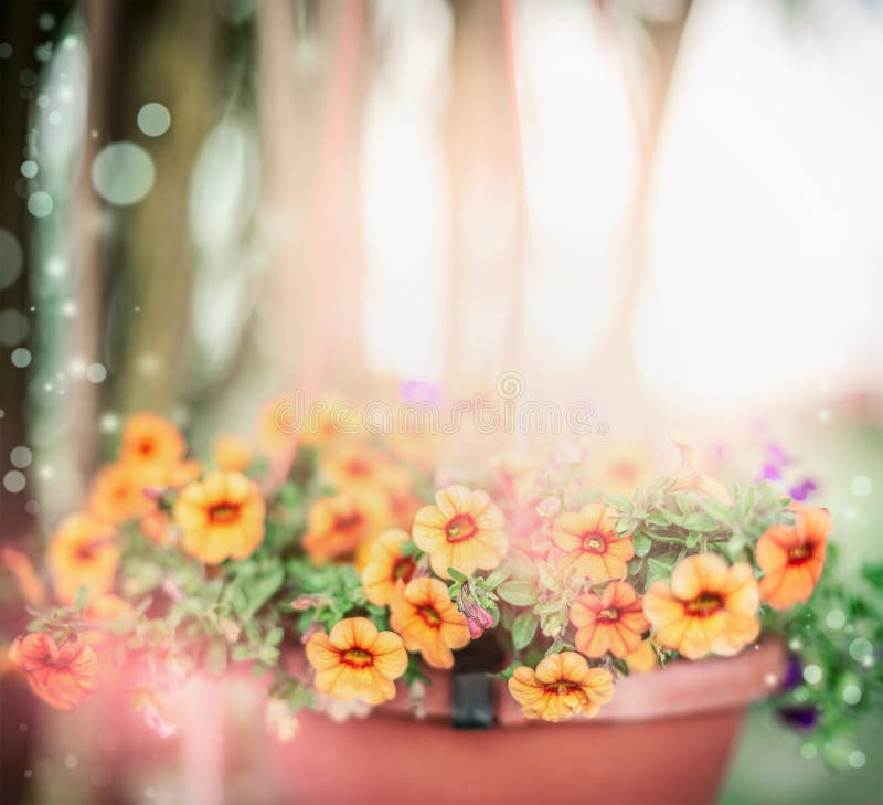 Le bel été fleurit dans le pot au-dessus du fond extérieur de jardin d'été, extérieur images libres de droits Le bel été fleurit dans le pot au-dessus du fond extérieur de jardin d'été, extérieur images libres de droits