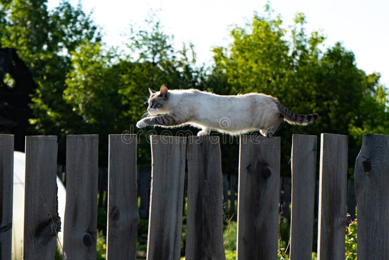 Le belle passerelle su un di legno recintano la mattina dell'inizio dell'estate immagine stock libera da diritti Le belle passerelle su un di legno recintano la mattina dell'inizio dell'estate immagine stock libera da diritti