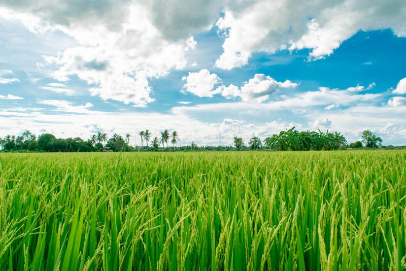 Le belle risaie che crescono nella campagna e nel fondo bianco del cielo nuvoloso, paesaggio della Tailandia, sembrano fresche e