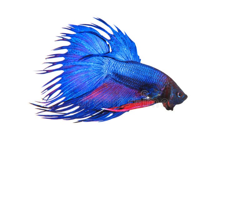 Le betta fighing thaïlandais de poissons de queue bleue de couronne préparent pour combattre l'isolat image libre de droits Le betta fighing thaïlandais de poissons de queue bleue de couronne préparent pour combattre l'isolat image libre de droits